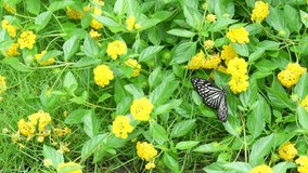 Black and White Butterfly Resting on Vibrant Yellow Lantana Flowers in a Lush Green Garden Setting - Powered by Shutterstock - Get 15% off with code: PIKWIZARD15