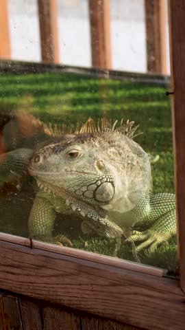 A green iguana rests on artificial grass inside a wooden-framed glass enclosure. Its scaly skin features shades of green and brown, with a row of spines running along its back. The reptile’s head