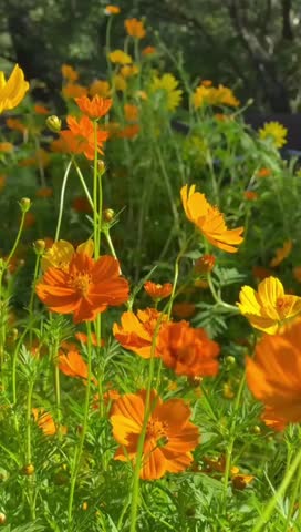 Colorful Natural Flowers in Bloom with Petals, Fragrance, and Fresh Beauty