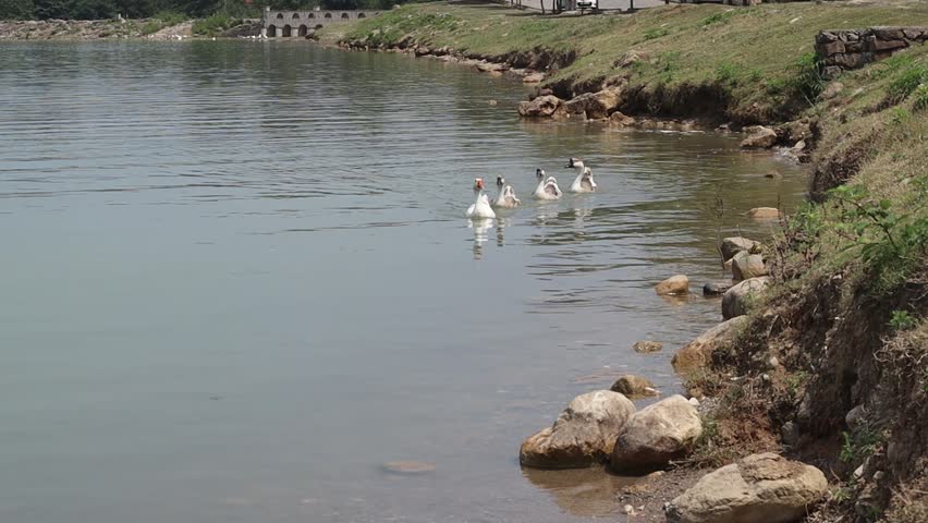 A group of ducks and geese swim together near the rocky shoreline of a large calm lake. The birds move in a loose line formation, while the background shows grassy banks and distant trees under
