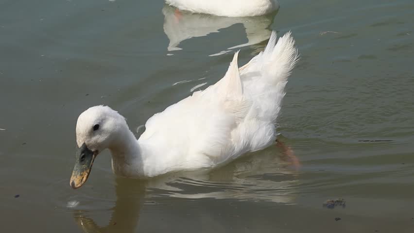 Two ducks swim closely together in clear greenish water, one with pure white feathers and the other with mottled brown and white plumage. Their bright orange beaks stand out vividly, and small