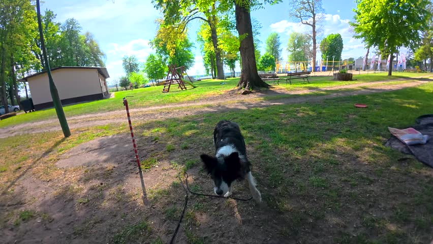 A playful Border Collie jumps to catch a ball thrown by its owner in a green park on a sunny day. Captured in slow motion, the scene highlights the energy and agility of the dog.