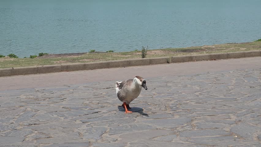 A single brown and white goose walks alone on a paved surface, its head slightly lowered. The bird’s orange webbed feet stand out against the patterned pavement, and its shadow falls to one side