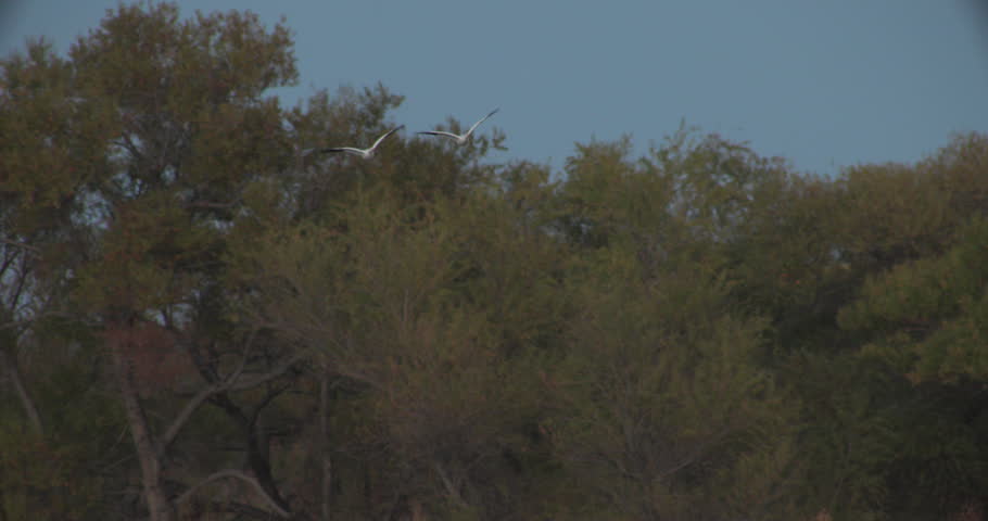 This is a shot of two snow geese flying at bosque del apache new mexico wildlife refuge.
