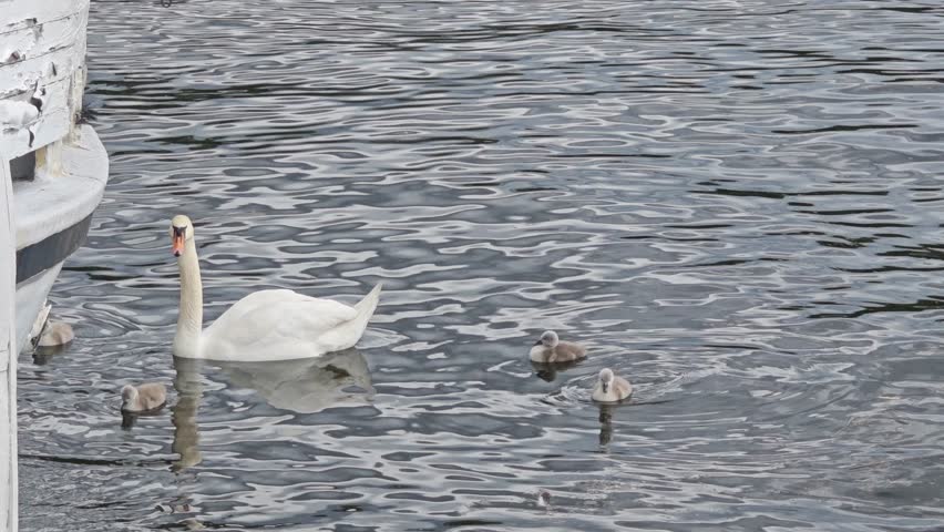 Graceful swan gliding on a calm lake with fluffy cygnets. Perfect for wildlife, nature, family bonds, and serene travel moments.