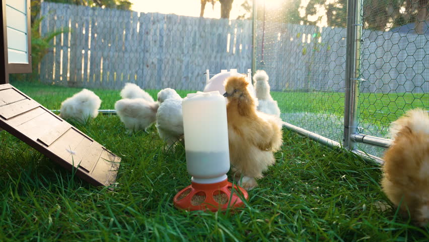 Keeping domestic chicken in free range chicken coop on home backyard. Poultry hen house with green grass in suburban garden.