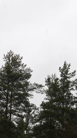 Windy and snowy weather in pine forest. Winter nature. Vertical footage