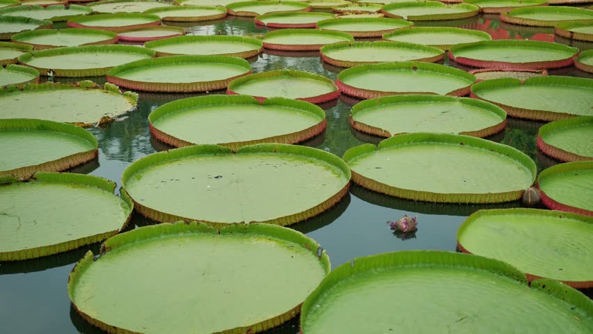Large, circular victoria amazonica leaves create a verdant carpet on a tranquil pond in Thailand. Victoria Water Lily, on tranquil water surface