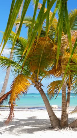 Juanillo beach through palm tree leaf. Looking on white sand and turquoise caribbean sea. Cap Cana is a tourist area in Dominican Republic. Vertical footage