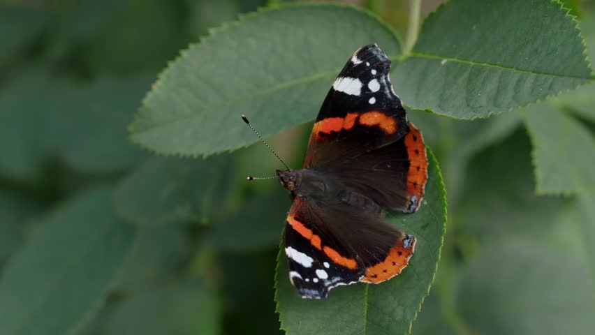 Red Admiral Butterfly Close Up In The United Kingdom