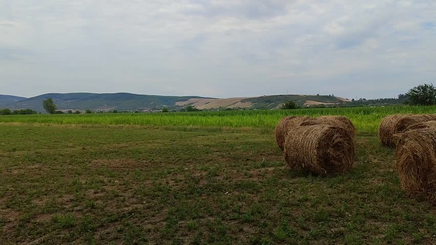 Hay bales on a field in nature