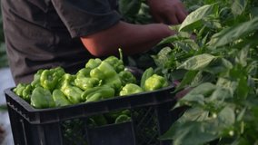 Image of bell pepper harvesting - Powered by Shutterstock - Get 15% off with code: PIKWIZARD15
