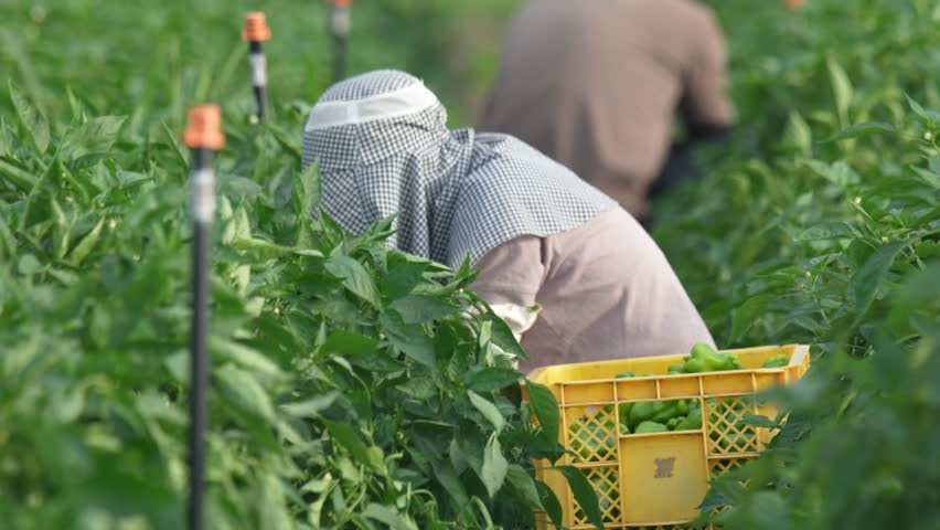 Image of bell pepper harvesting