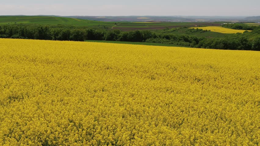 A smooth, low-altitude drone shot gliding forward over a beautiful field of yellow rapeseed flowers. The background shows a scenic landscape of green hills and forests