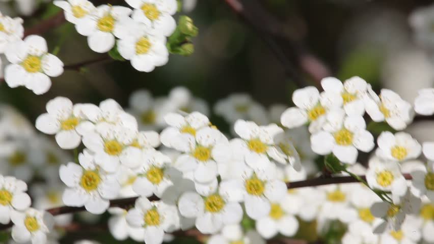 White blossom