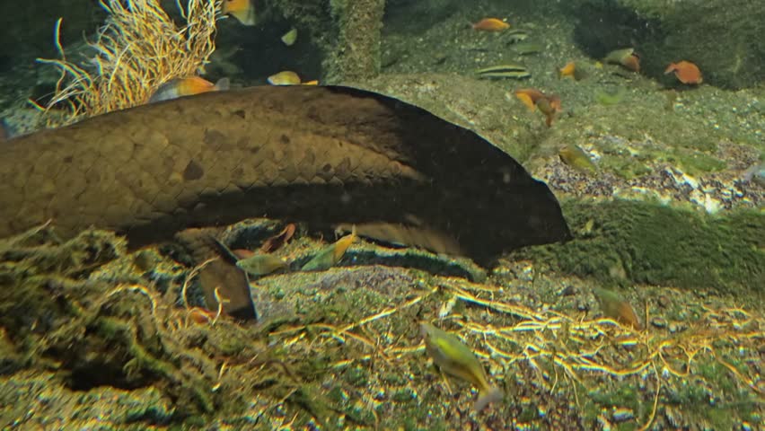 Close up view of an Queensland lungfish in 4K Resolution