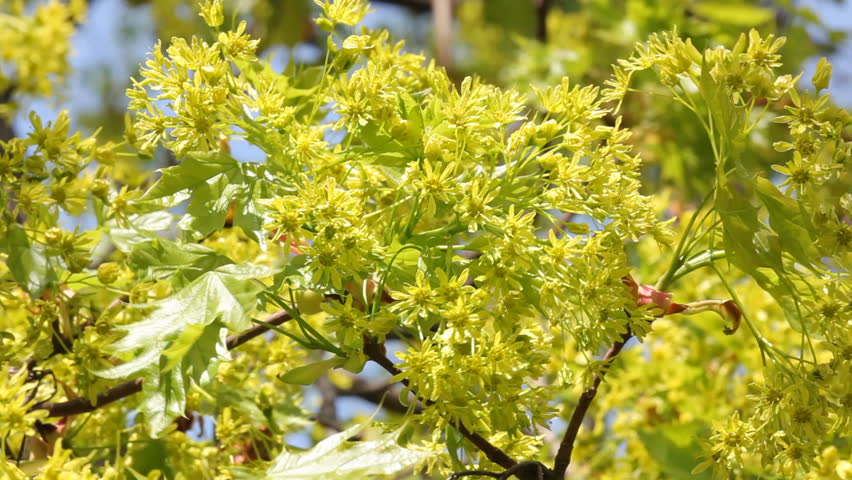 Tree in the spring