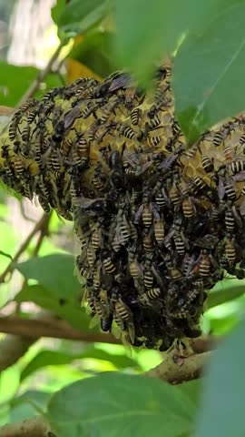 A buzzing hive, where worker bees shape perfect hexagons amid nature’s calm.