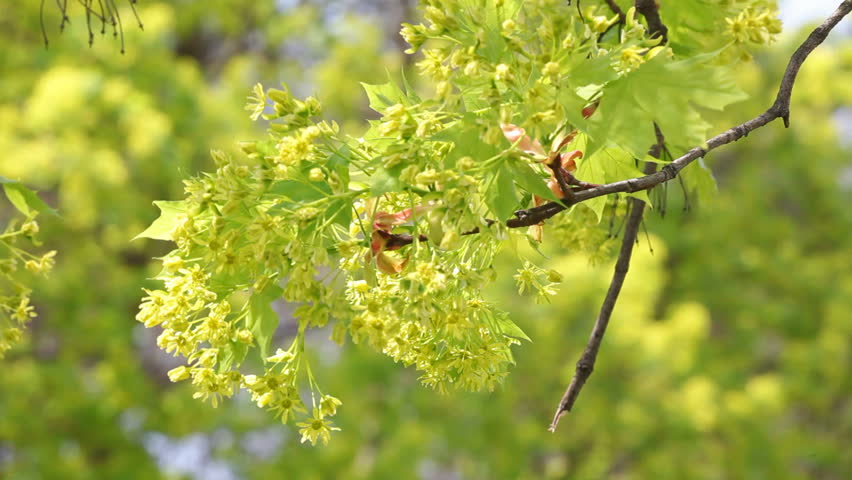 Tree in the spring