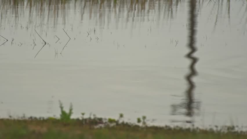 A Tri Colored Heron passes through the frame 4K