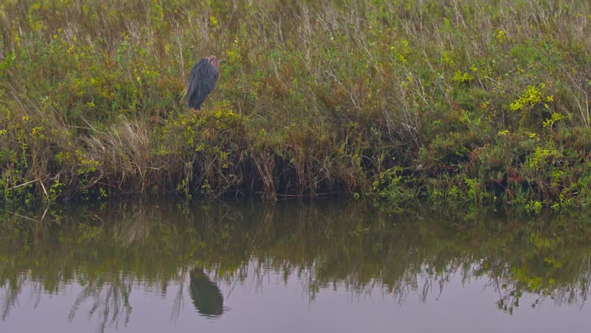 A Reddish Egret standing on the banks of a river in Texas 4K