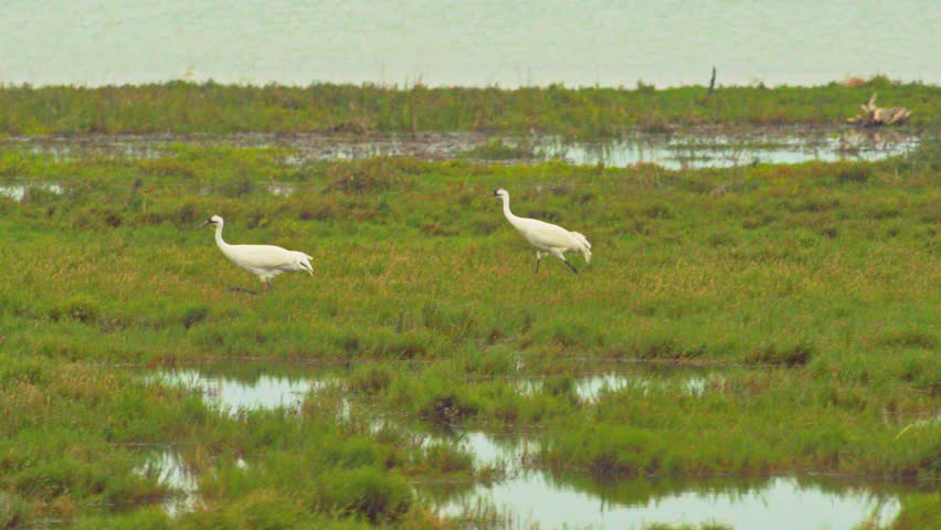 A pair of Whooping Cranes feeding in a wetlands 4K