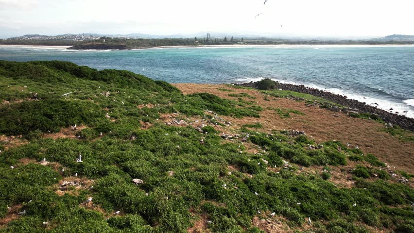 Seagulls At Cook Island In The Northern Rivers Near Byron Bay In New South Wales, Australia. - aerial shot
