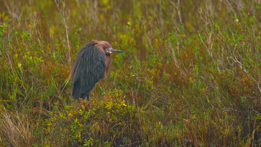A Reddish Egret Standing in Brush CU 4K