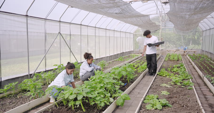 Multiracial students planting vegetables inside school greenhouse during agriculture class, including asian girl, african girl and male teacher actively engaged in hands-on organic farming learning