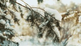 Frosty Morning White Snow Cover. Pine Tree Branch Covered In Fresh Snow. Winter Nature Frozen Forest. Seasonal Weather Cold Climate. Winter Wonderland Holiday Season. Peaceful Winter Day December Cold - Powered by Shutterstock - Get 15% off with code: PIKWIZARD15