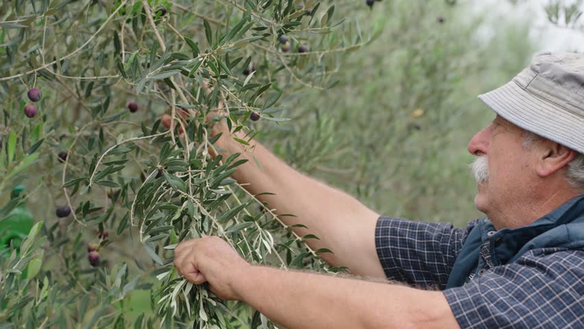 Elderly man with beige hat and checkered shirt handpicks dark olives from leafy branch in olive grove
