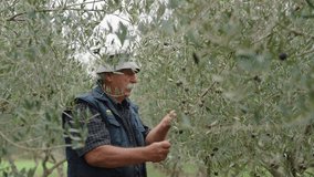 Elderly man dressed with blue in vest and beige hat harvests ripe black olives from branches in dense olive grove - Powered by Shutterstock - Get 15% off with code: PIKWIZARD15