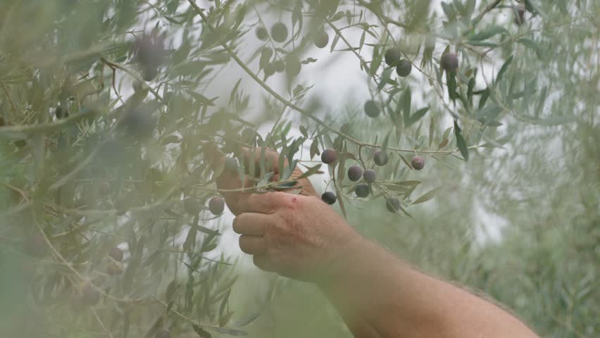 Close up of hands picking ripe black olives from an olive tree branch
