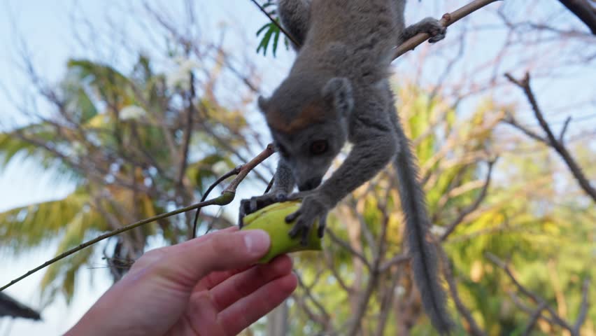 A wild lemur ( Eulemur mongoz, the mongoose lemur) eats fruit directly from a person’s hand while perched on a branch in Sakalava Bay, Madagascar, a region known for endemic primates and biodiversity.