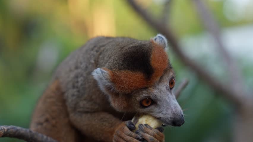 A crowned lemur (Eulemur coronatus) grips and bites into a piece of fruit while perched in a tree in Sakalava Bay, Madagascar, showcasing its vibrant eyes and agile hands in this intimate shot.