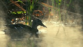 duck swimming on lake early morning slow motion - Powered by Shutterstock - Get 15% off with code: PIKWIZARD15