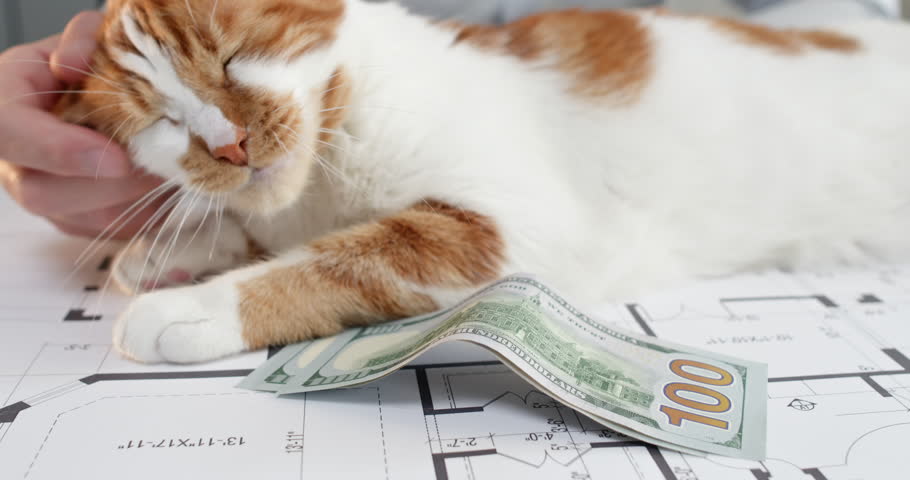 Man gently strokes ginger-and-white cat lying comfortably near dollar bills on drawings. Adorable cat purrs in satisfaction. Architect massages base of neck of animal