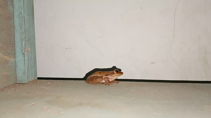 The eyes of the frog