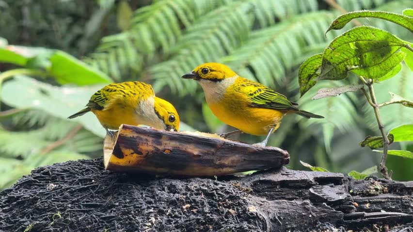Tangara icterocephala, The silver throated tanagers, birds feeding at a feeder