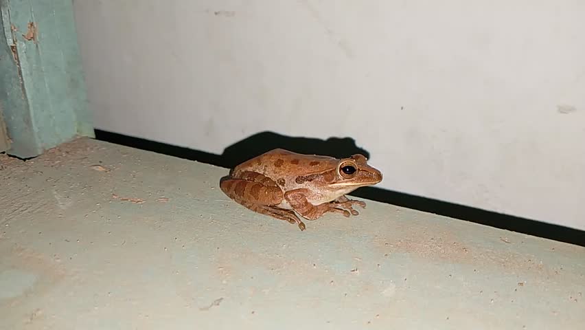 The eyes of the frog