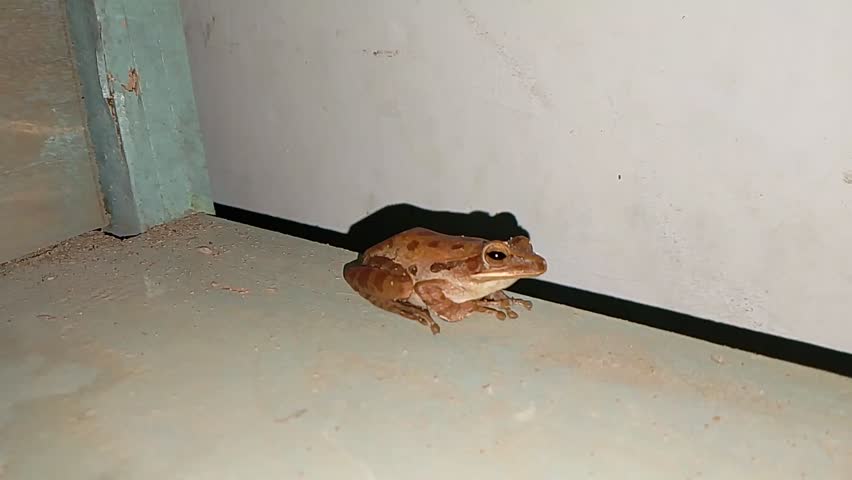 The eyes of the frog