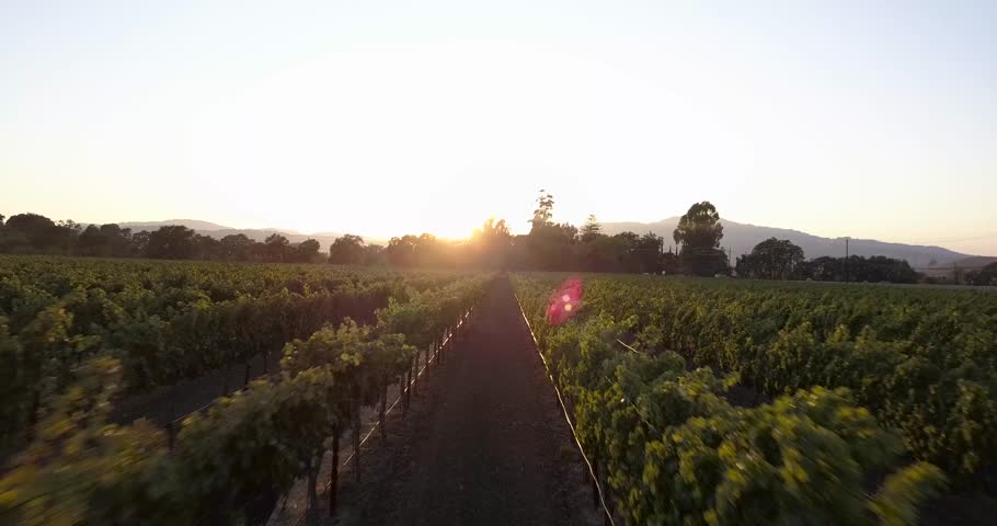 Cinematic 4K drone footage of Suisun Valley vineyards at sunset near Fairfield, CA. Golden hour light over rolling hills, grapevines, and farmland in California’s hidden wine country.