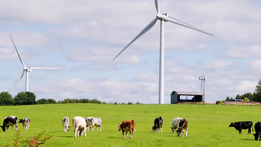 Dairy cattle graze on lush green grass beneath rotating wind turbines in rural Edinburgh, Scotland, under bright daylight with a wide, steady camera view