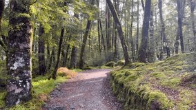 A steady camera captures a sunbeam illuminating a lush, moss-covered hiking path in a temperate New Zealand forest, with vibrant greenery and soft natural light - Powered by Shutterstock - Get 15% off with code: PIKWIZARD15