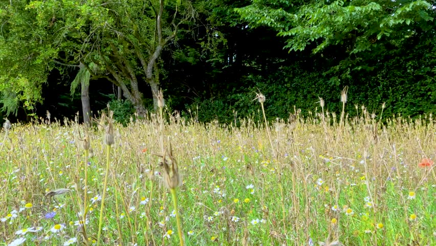 Dry wildflower seed heads move gently in a sunlit meadow, with lush green trees in the background. Natural daylight and slight camera shake suggest a breezy, tranquil outdoor scene