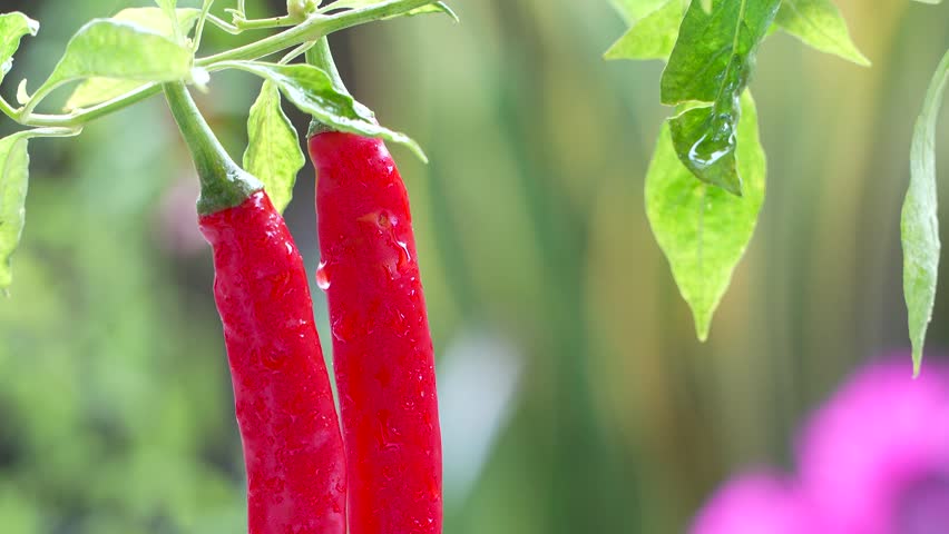 Two ripe red chili peppers hanging on the branch after rain, with water droplets glistening and a softly blurred background. - Powered by Shutterstock - Get 15% off with code: PIKWIZARD15