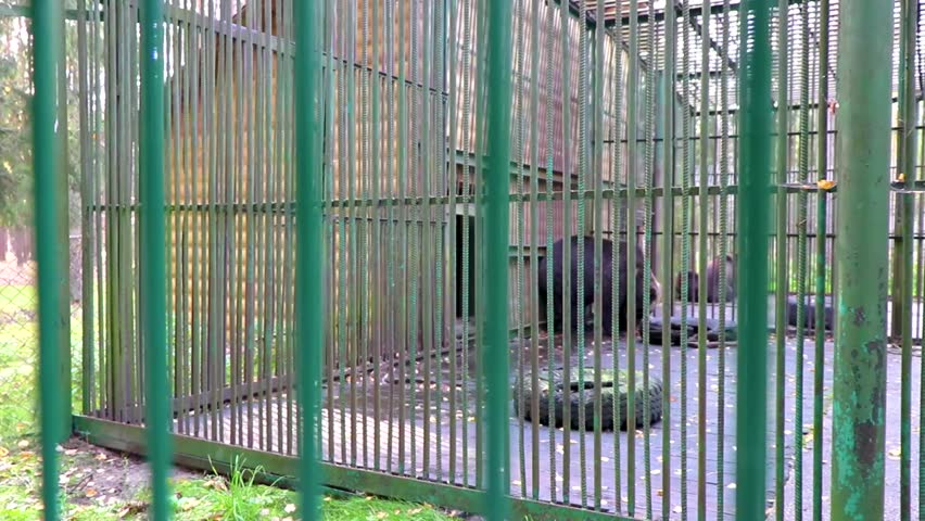 Big black brown bear bears animals in a cage in Bielaviezskaja Pusca National Park Bialowieza Forest Kamyanyets District Brest Region Belarus.