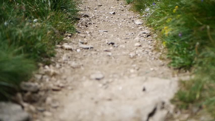 Low-angle shot of a mountain trail in the Alps surrounded by green grass and colorful flowers. Butterflies flutter by, creating a cheerful summer atmosphere.