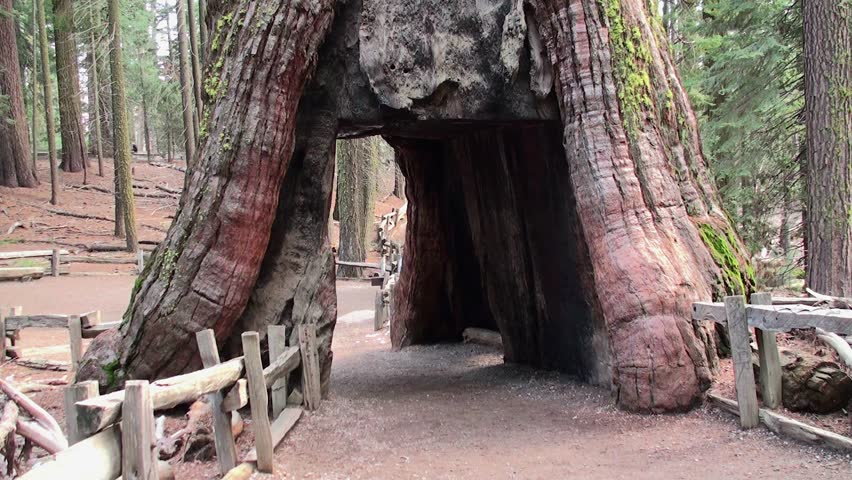 A Tourist passes through the sequoia gate "California Tunnel Tree", Yosemite NP, California.
