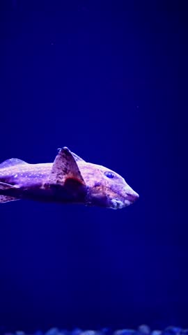 Chimaera Fish Swimming in Deep Ocean – 4K Footage